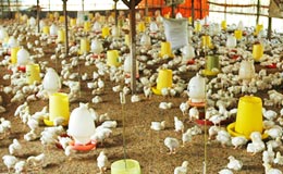 chicken-farm