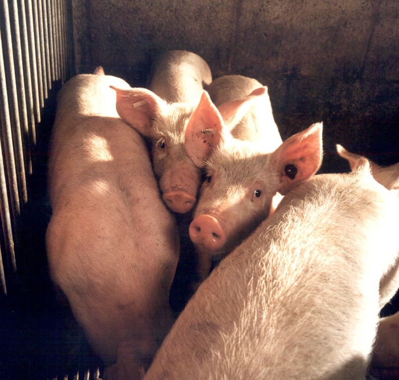 Pigs