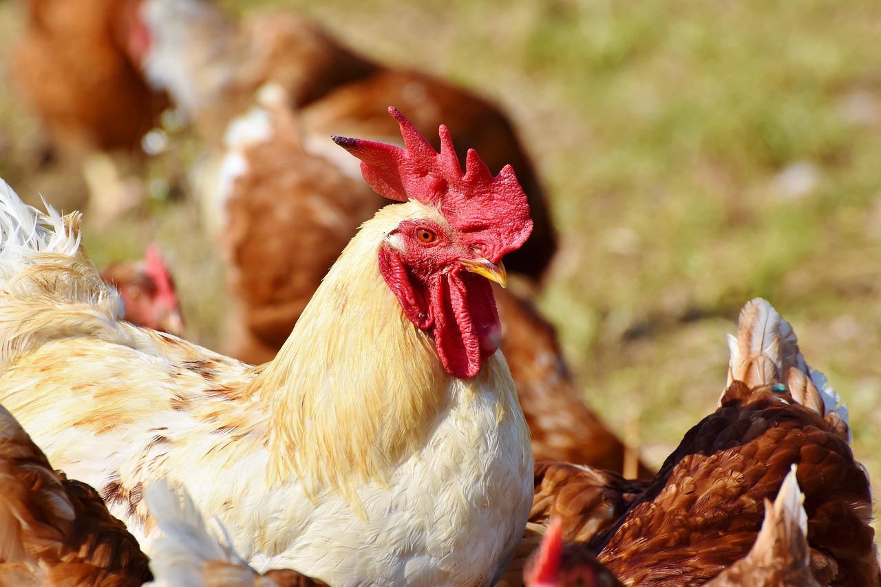 chickens-3607866_1280