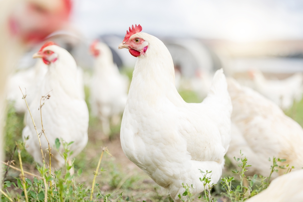 Chicken,Farming,,Animals,And,Background,Field,For,Sustainable,Production,,Agriculture
