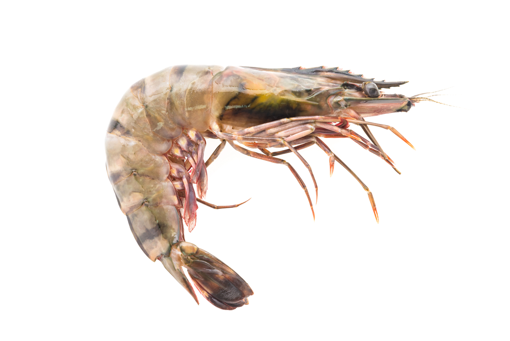 Raw,Tiger,Prawn,Shrimp,Isolated,On,White,Background