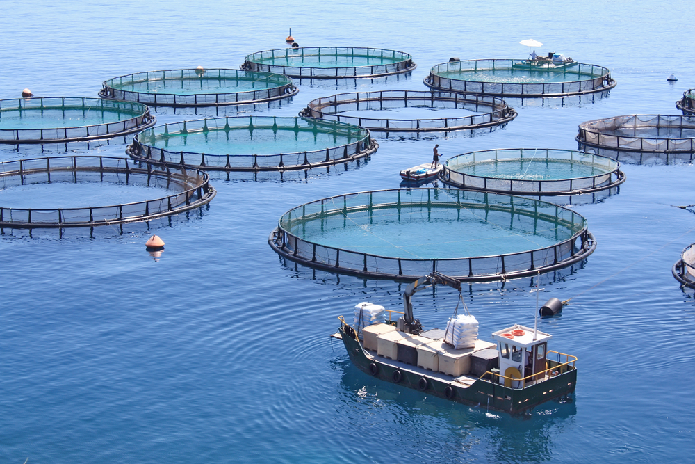 Fish,Farm