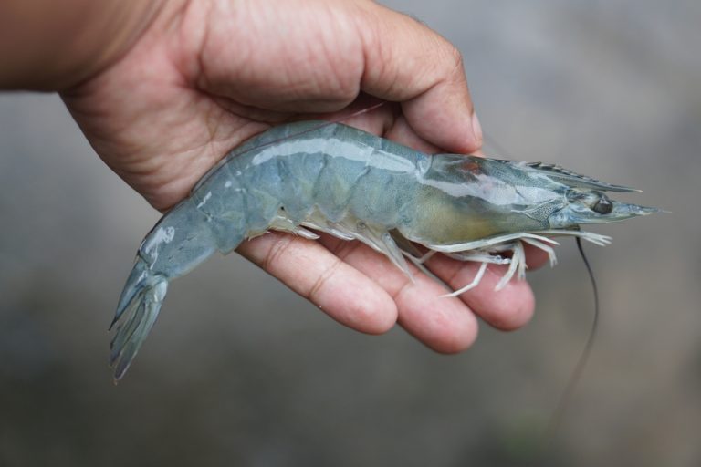 hand of a farmer holding a fresh shrimp