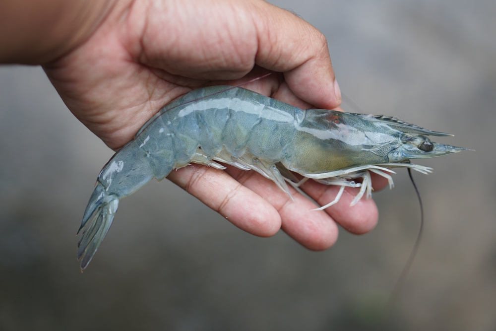 hand of a farmer holding a fresh shrimp