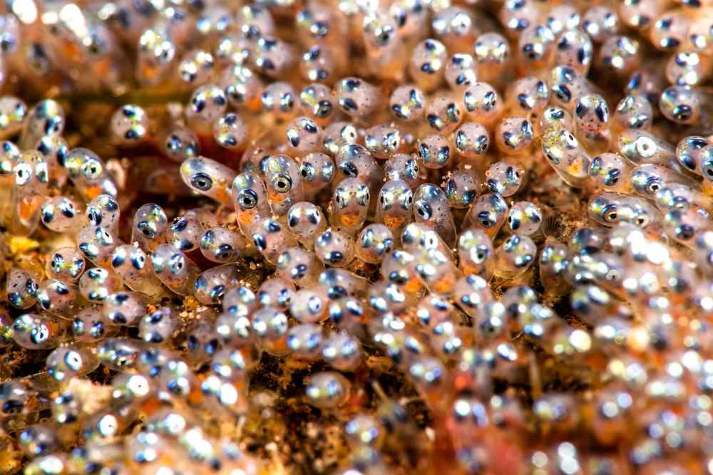 A,Close,Up,Of,Clownfish,Eggs,Only,Hours,Before,Hatching