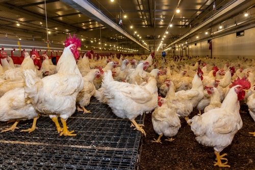 Breeding,Roosters,And,Hens,For,Meat,Feed,Inside,The,Breeding