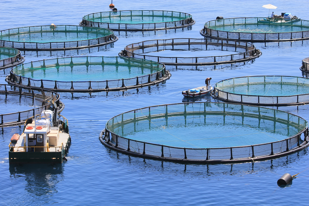 Fish,Farm