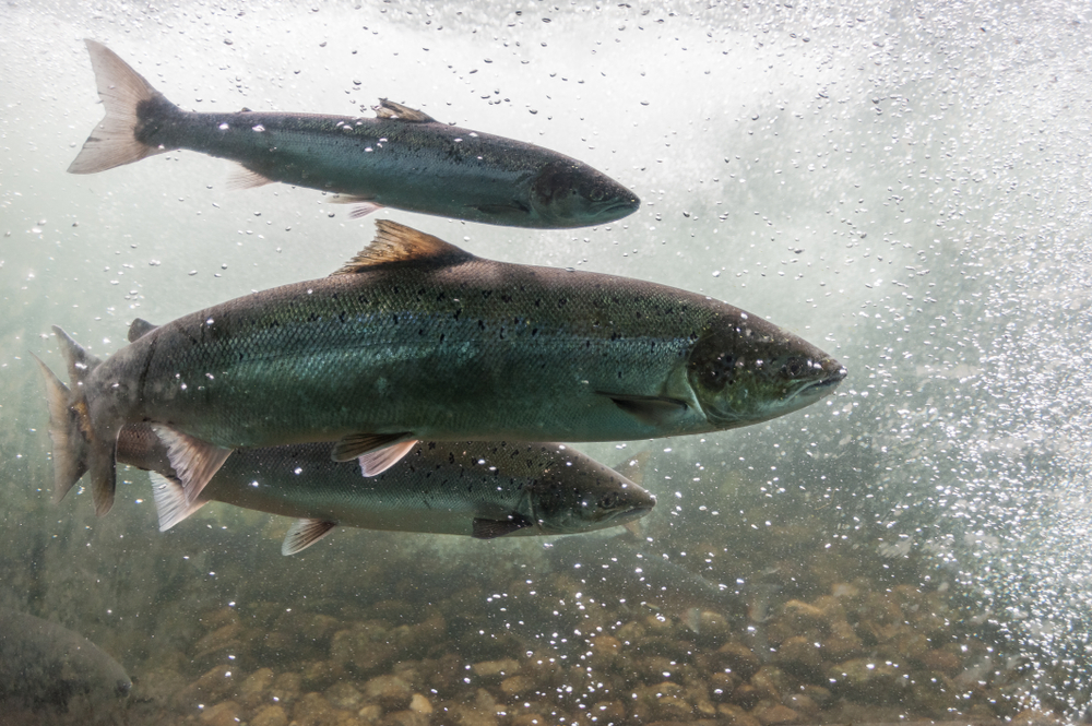 Salmon,Swimming,Against,River,Current.,Norway,,Europe.,Stavanger,Region,,Rogaland,