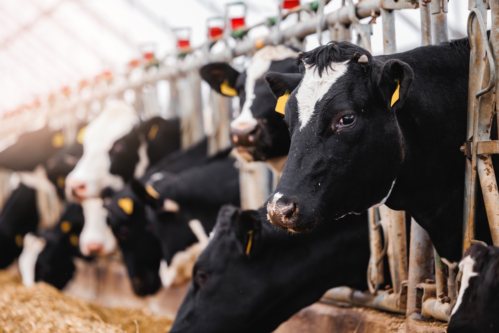 Portrait,Holstein,Cows,In,Modern,Farm,Livestock,Animal,With,Sunlight.