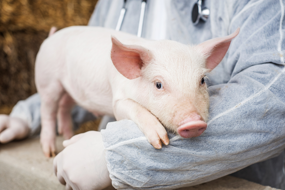 Veterinarian,Holding,A,Pig.