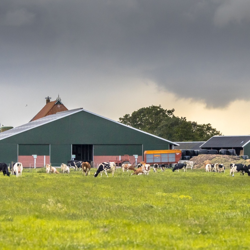 halamid-livestock-marketpage