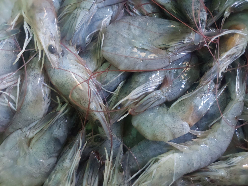 Fresh,Shrimp.sea,Shrimp,,Seafood.,Fresh,Shrimp,Prawns,For,Cooking,With