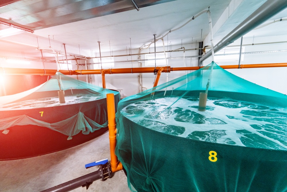 Shrimp,Farm.,Fish,Hatchery,Pond.,Shrimp,Breeding,Farm.,Inside,A